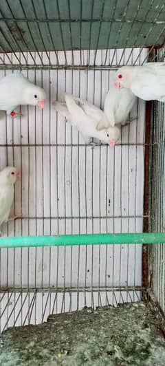 Albino red eye or albino black eye  ready to breed pairs 0