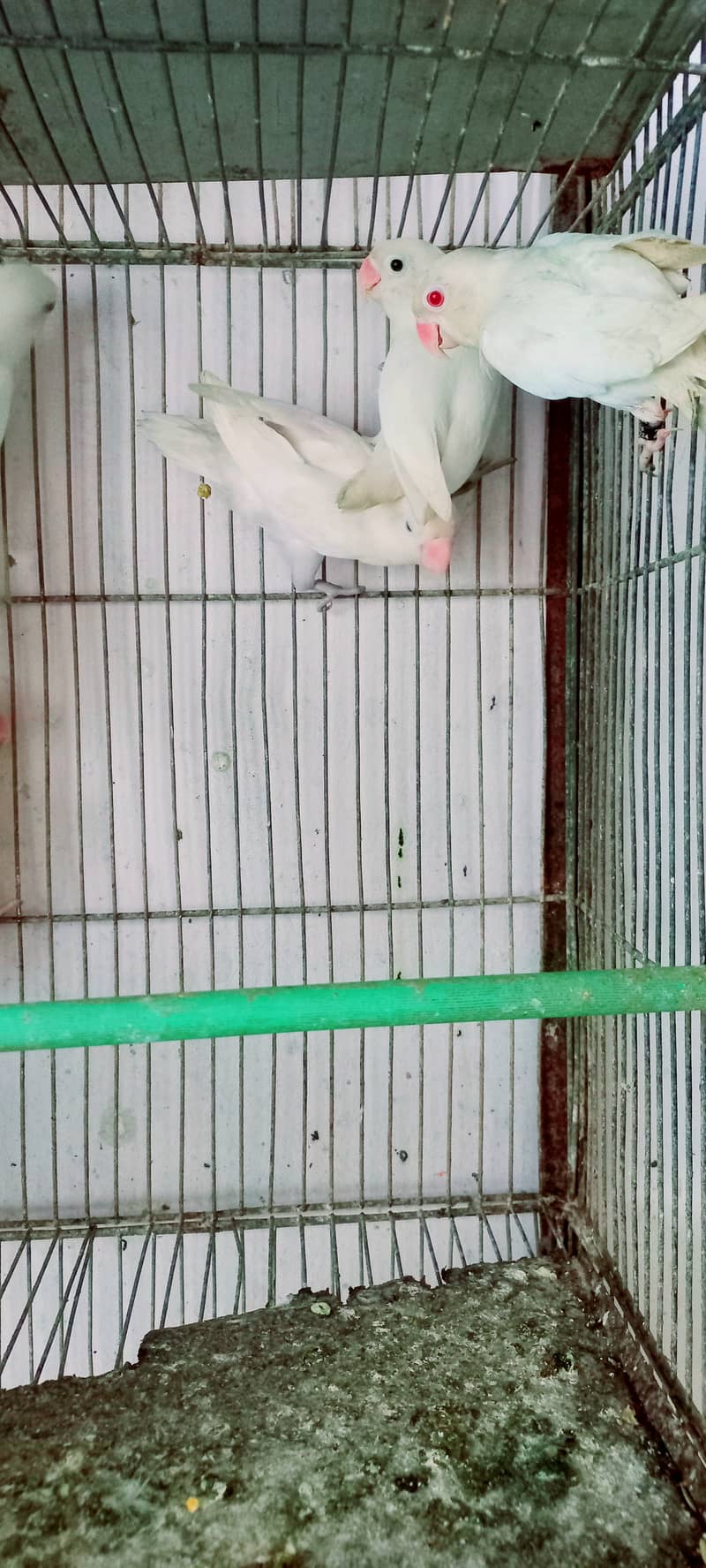 Albino red eye or albino black eye  ready to breed pairs 1