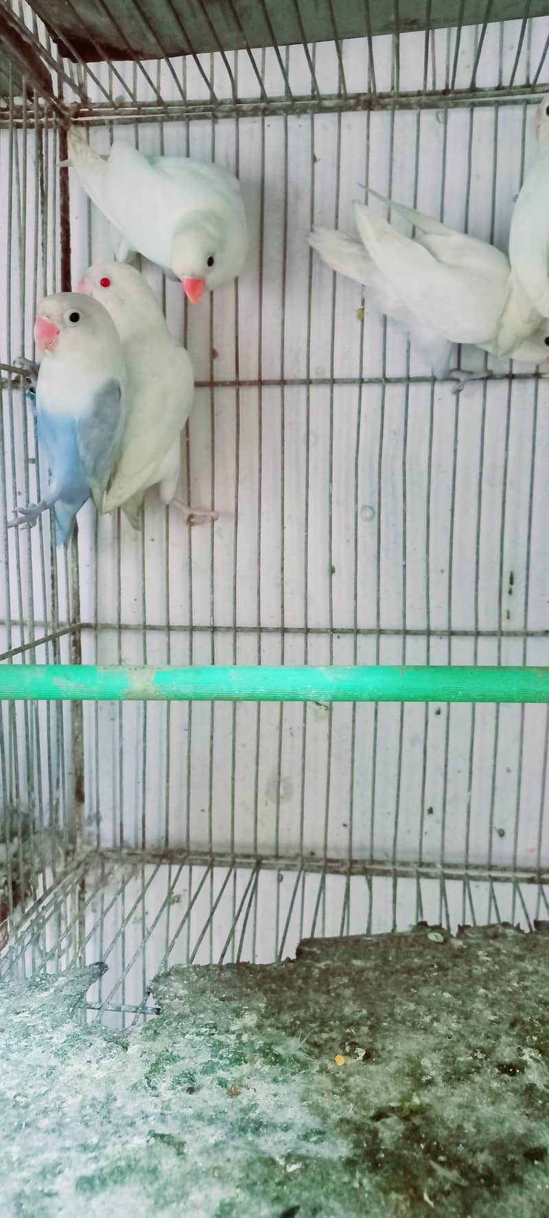 Albino red eye or albino black eye  ready to breed pairs 4