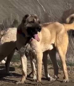 Kurdish Kangal dog pair | security dog for sale | Kurdish Breed