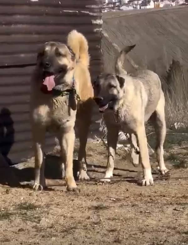 Kurdish Kangal dog pair | security dog for sale | Kurdish Breed 1