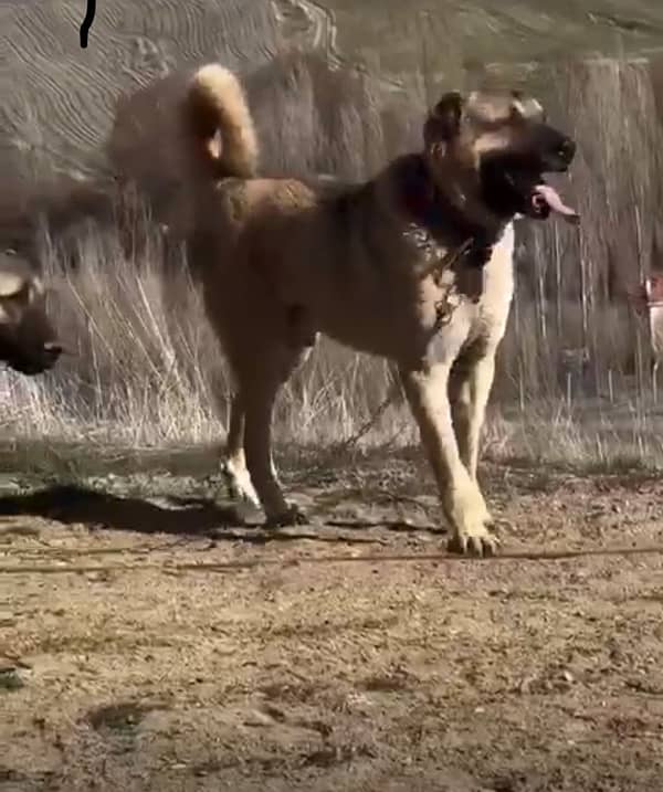 Kurdish Kangal dog pair | security dog for sale | Kurdish Breed 2