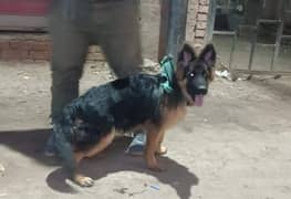 LONG COATED GERMAN SHEPHERD PUPPY AVAILABLE FOR SALE 0