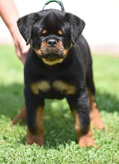 TOP QUALITY ROTTWEILER PUPPY AVAILABLE FOR SALE