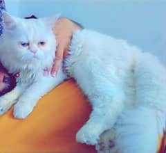 Persian mature male cat for sale