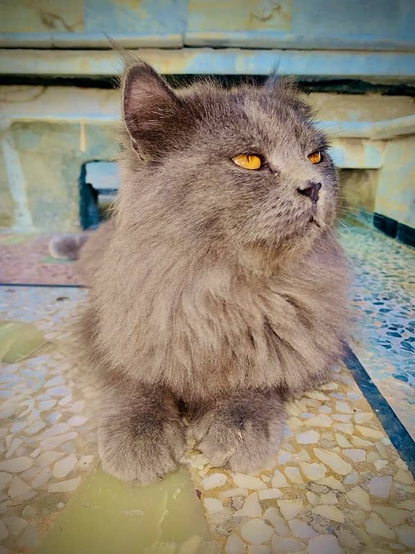 male cat for sale triple coted grey colour 3