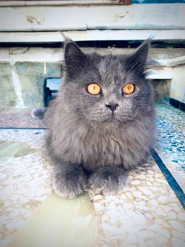 male cat for sale triple coted grey colour 4