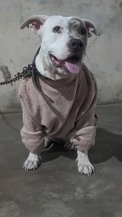 pitbull female