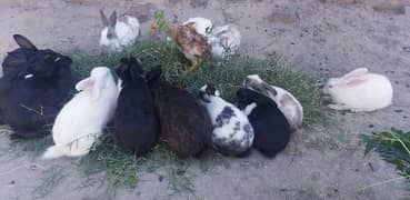 Rabbits for Sale ,age 2 months to 1 year