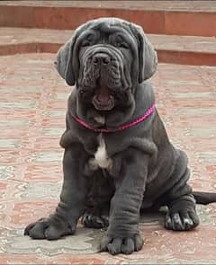 IMPORTED NEAPOLITAN MASTIFF PUPPIES AVAILABLE FOR SALE