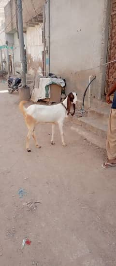 faisalabadi Punjab breed