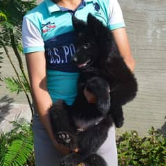 IMPORTED BLACK GERMAN SHEPHERD PUPPY AVAILABLE FOR SALE