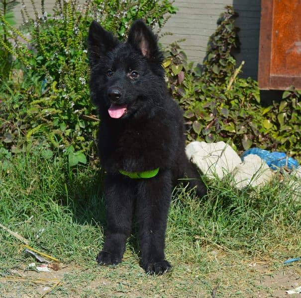 IMPORTED BLACK GERMAN SHEPHERD PUPPY AVAILABLE FOR SALE 1