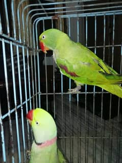 Raw parrot pair