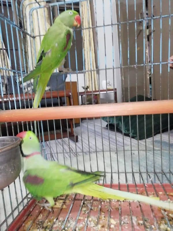 Raw parrot pair 2