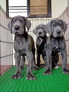 IMPORTED GREAT DANE PUPPIES AVAILABLE FOR SALE