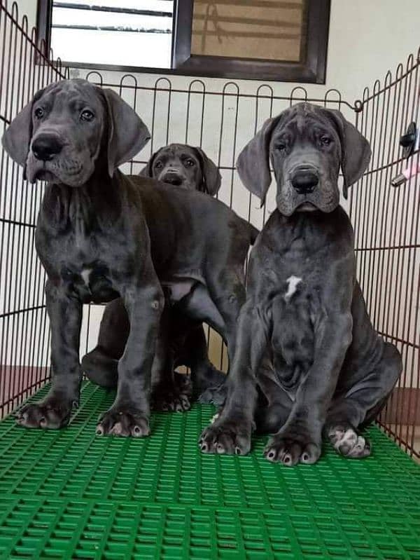 IMPORTED GREAT DANE PUPPIES AVAILABLE FOR SALE 1