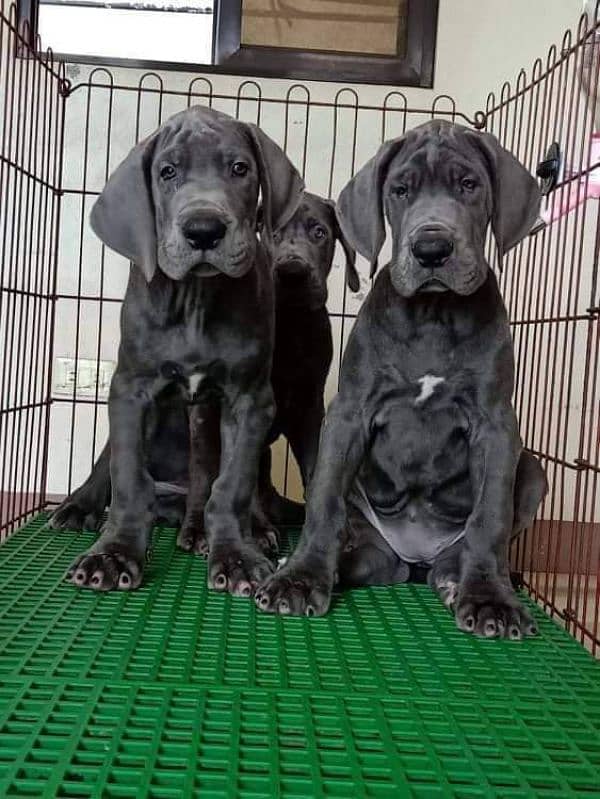 IMPORTED GREAT DANE PUPPIES AVAILABLE FOR SALE 2