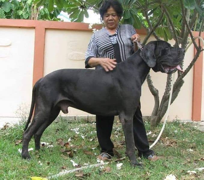 IMPORTED GREAT DANE PUPPIES AVAILABLE FOR SALE 3