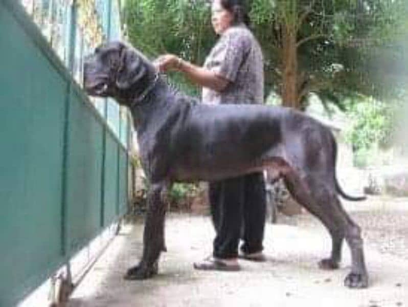 IMPORTED GREAT DANE PUPPIES AVAILABLE FOR SALE 4