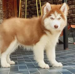 BLUE EYES SIBERIAN HUSKY PUPPY AVAILABLE FOR SALE