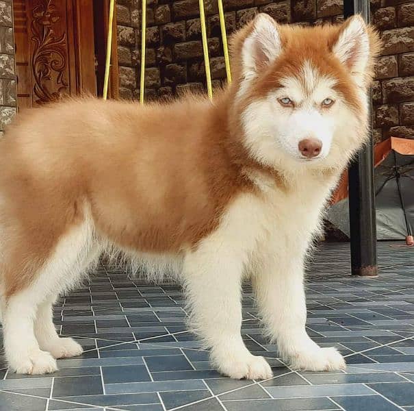 BLUE EYES SIBERIAN HUSKY PUPPY AVAILABLE FOR SALE 0