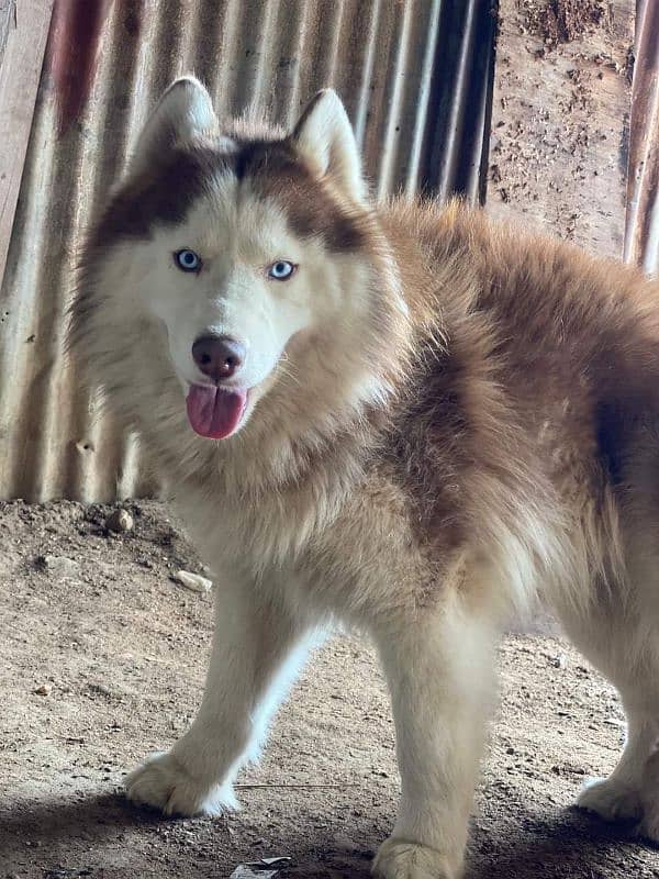 BLUE EYES SIBERIAN HUSKY PUPPY AVAILABLE FOR SALE 1