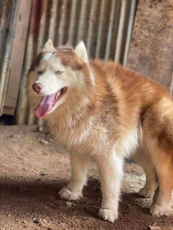 BLUE EYES SIBERIAN HUSKY PUPPY AVAILABLE FOR SALE 2