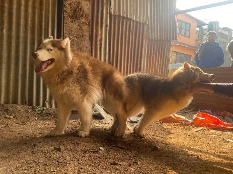 BLUE EYES SIBERIAN HUSKY PUPPY AVAILABLE FOR SALE 3