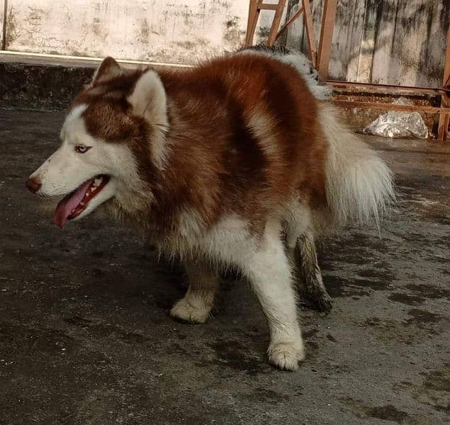 BLUE EYES SIBERIAN HUSKY PUPPY AVAILABLE FOR SALE 4