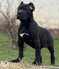 IMPORTED CANE CORSO PUPPY AVAILABLE FOR SALE