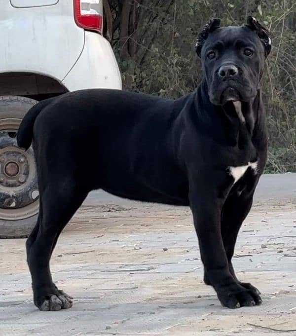 IMPORTED CANE CORSO PUPPY AVAILABLE FOR SALE 1