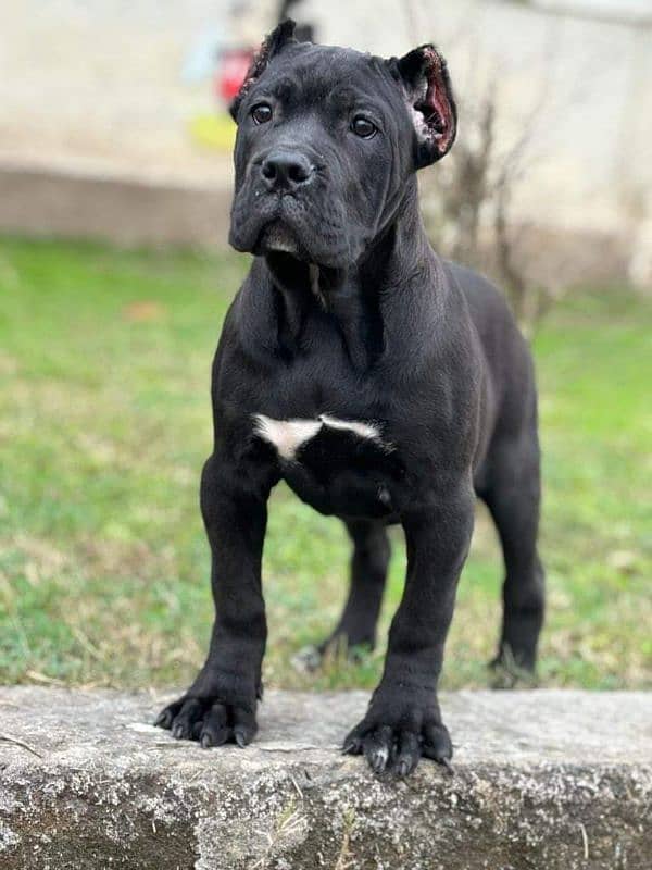 IMPORTED CANE CORSO PUPPY AVAILABLE FOR SALE 2