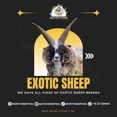 We Have All Kinds Of Exotic Sheep’s.