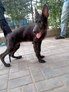 German shepherd female