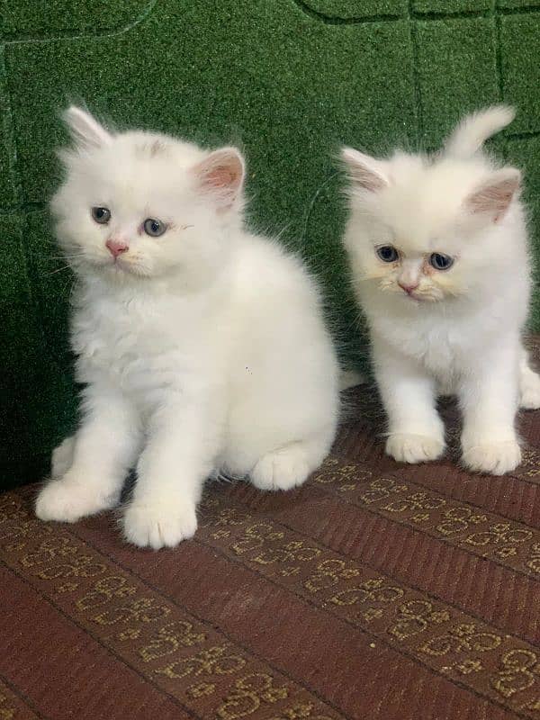 Persian triple coated kittens up for sale Cod available 0