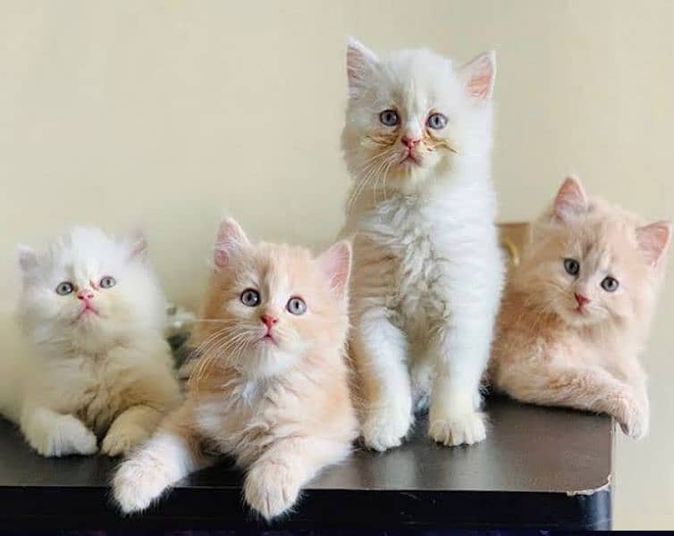 Persian triple coated kittens up for sale Cod available 3