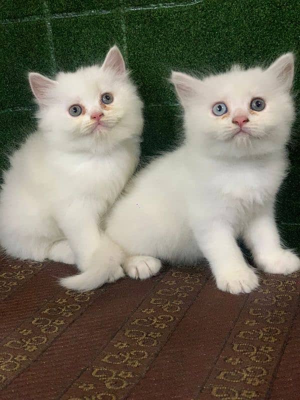 Persian triple coated kittens up for sale Cod available 7