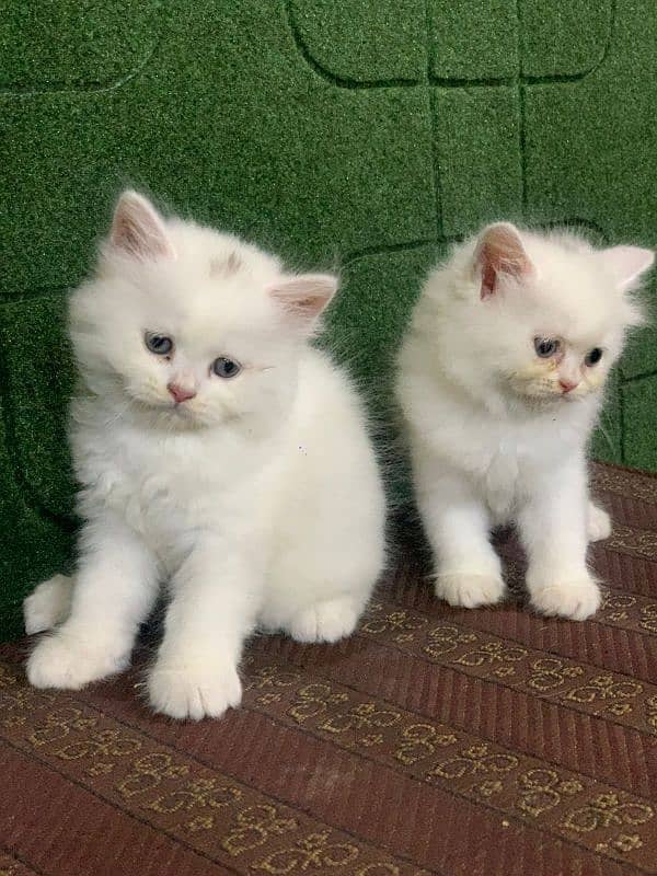 Persian triple coated kittens up for sale Cod available 8