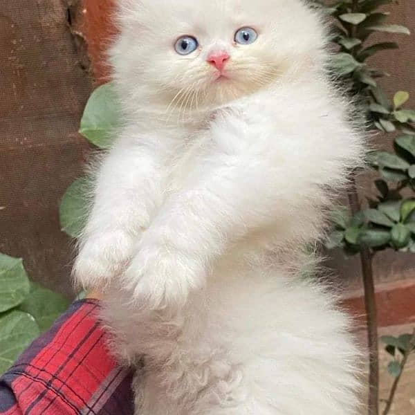 Persian triple coated kittens up for sale Cod available 10