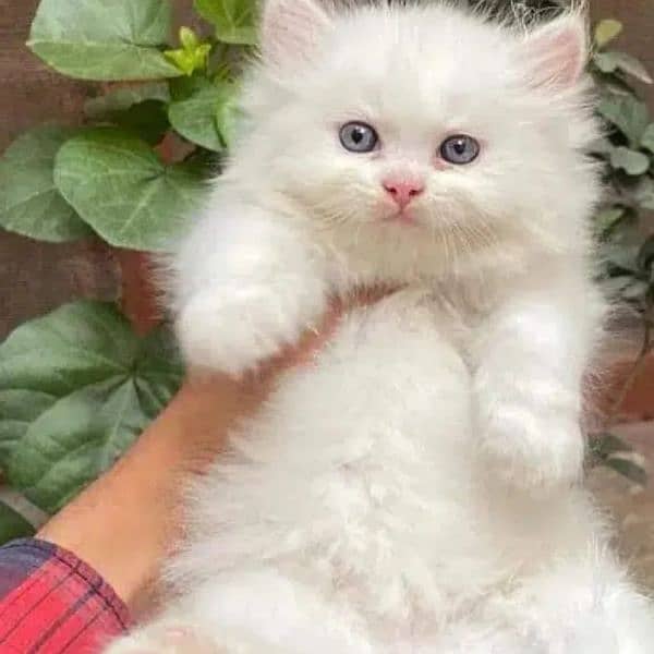 Persian triple coated kittens up for sale Cod available 12