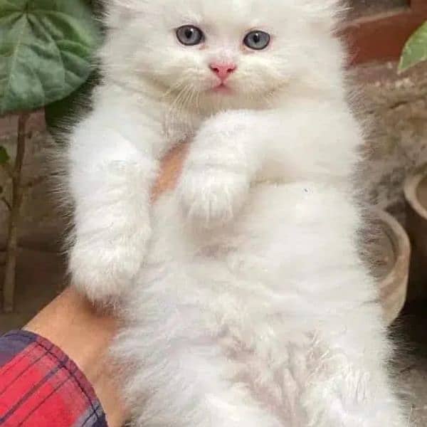 Persian triple coated kittens up for sale Cod available 13