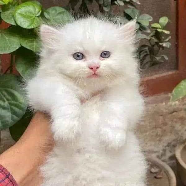 Persian triple coated kittens up for sale Cod available 14