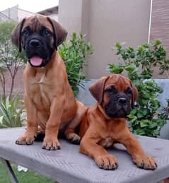 IMPORTED FRENCH MASTIFF PUPPIES AVAILABLE FOR SALE