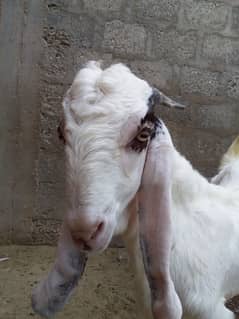 Bakra