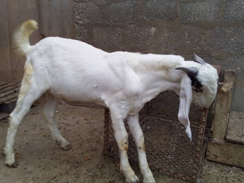 Bakra For Sale 1