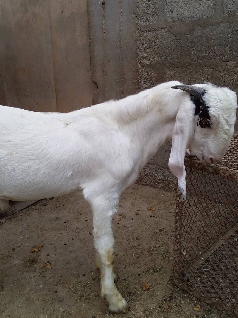 Bakra For Sale 2