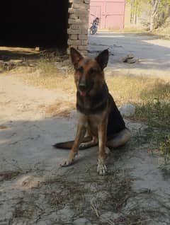 German shepherd female