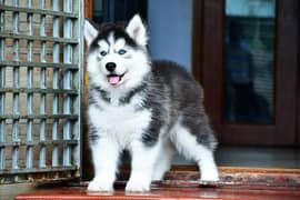 IMPORTED SIBERIAN HUSKY PUPPIES AVAILABLE FOR SALE