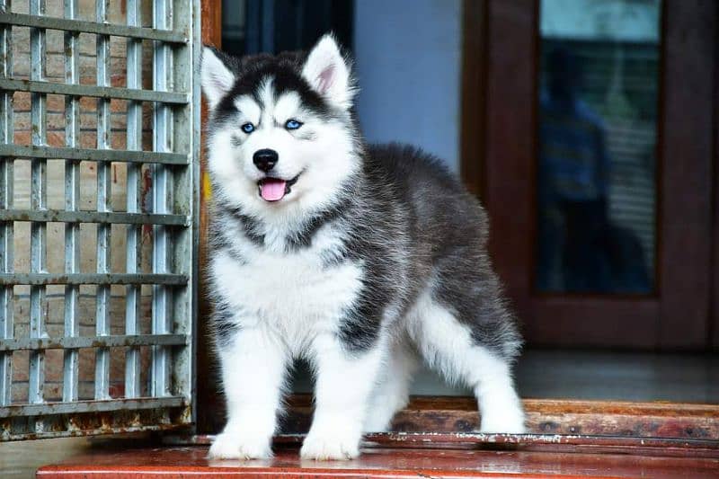 IMPORTED SIBERIAN HUSKY PUPPIES AVAILABLE FOR SALE 0